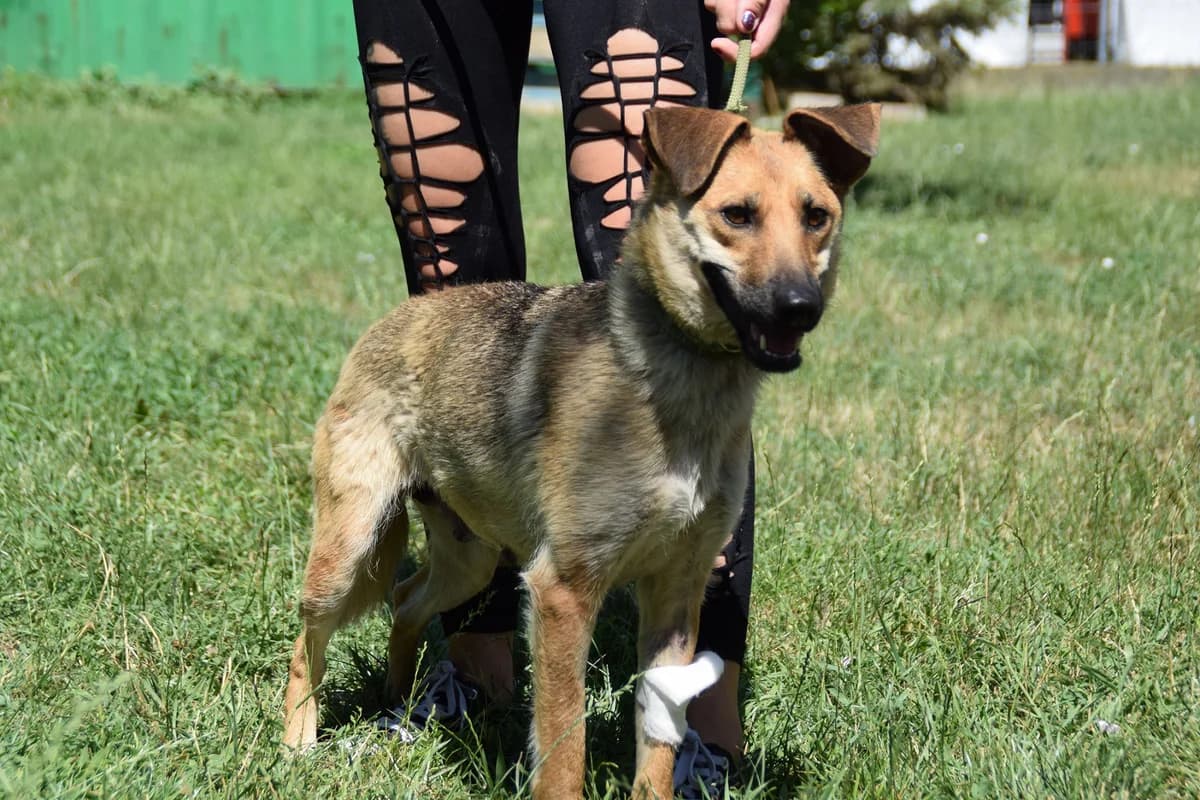 Szuszu β ππΊ, female puppy Mixed Breed for adoption at Tierschutzverein Hundehilfe Hinterland e.V., Biedenkopf