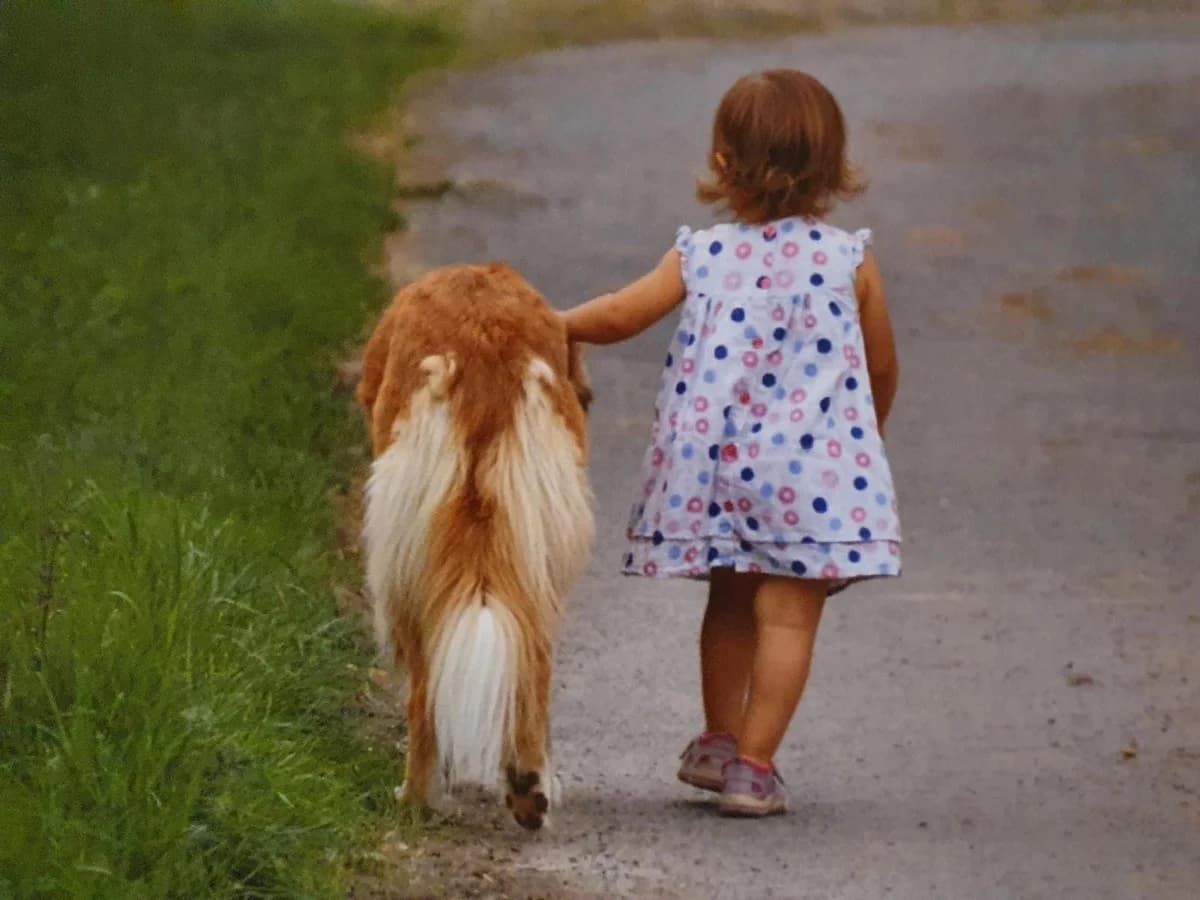 Nola‘s Geschichte – ehemaligen Post, Mixed Breed for adoption at Tierschutzverein Hundehilfe Hinterland e.V.