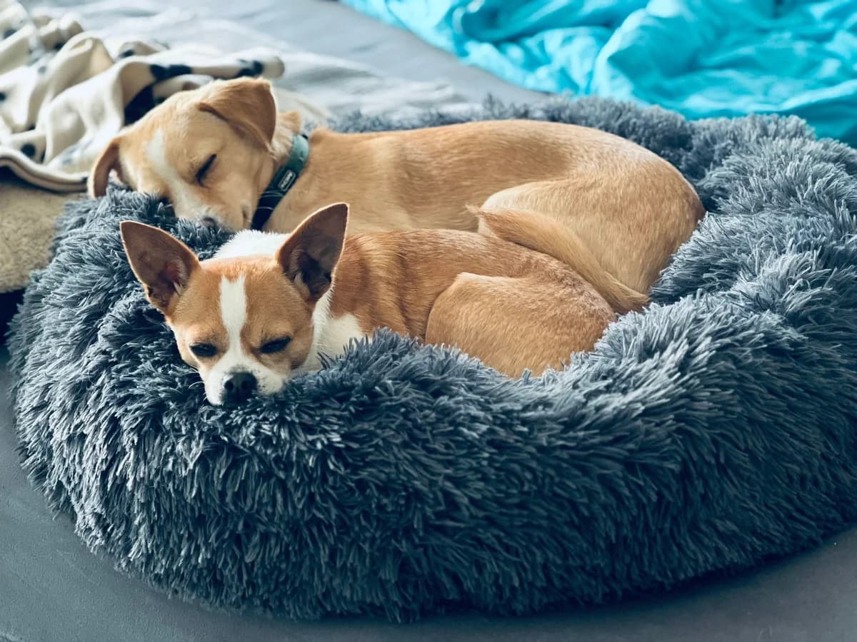 Luke’s Geschichte – ehemaligen Post, Mixed Breed for adoption at Tierschutzverein Hundehilfe Hinterland e.V.