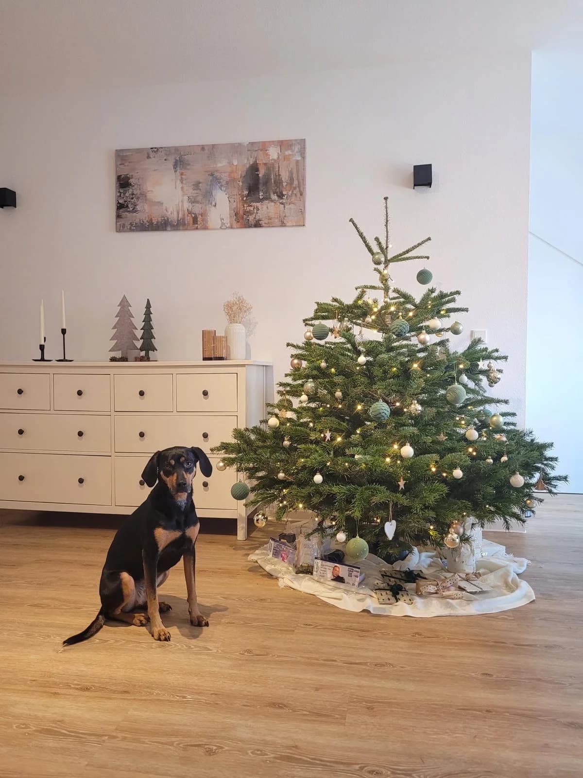 Rona‘s Geschichte – ehemaligen Post, Mixed Breed for adoption at Tierschutzverein Hundehilfe Hinterland e.V.