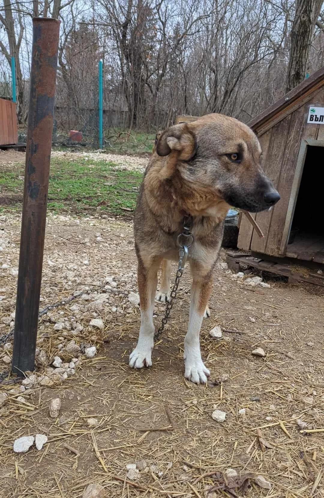 Amigo β π§π¬, male young Mixed Breed for adoption at Tierschutzverein Hundehilfe Hinterland e.V., Biedenkopf