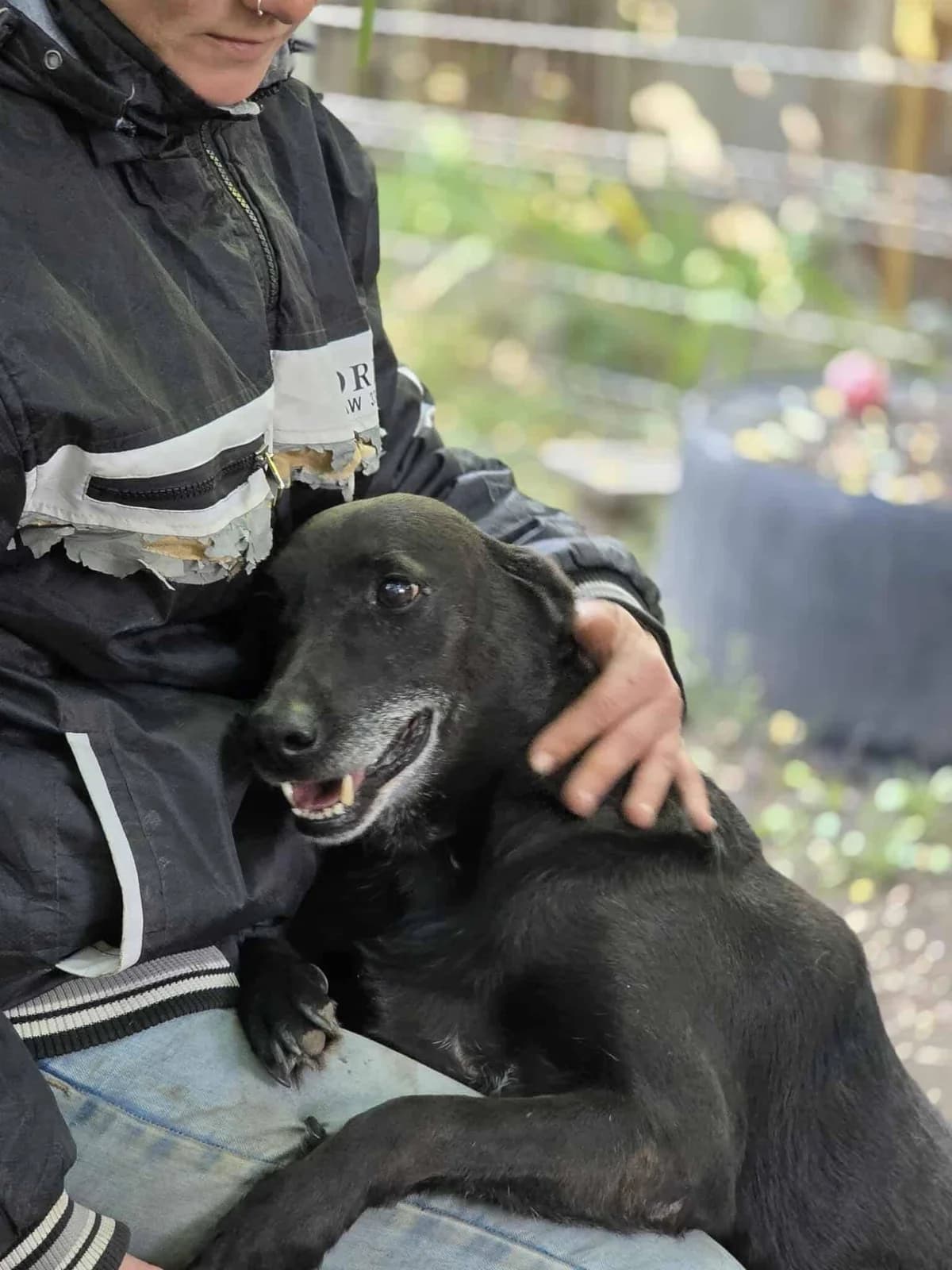 Levin ♂ 🇩🇪, male senior Mixed Breed for adoption at Tierschutzverein Hundehilfe Hinterland e.V., Biedenkopf