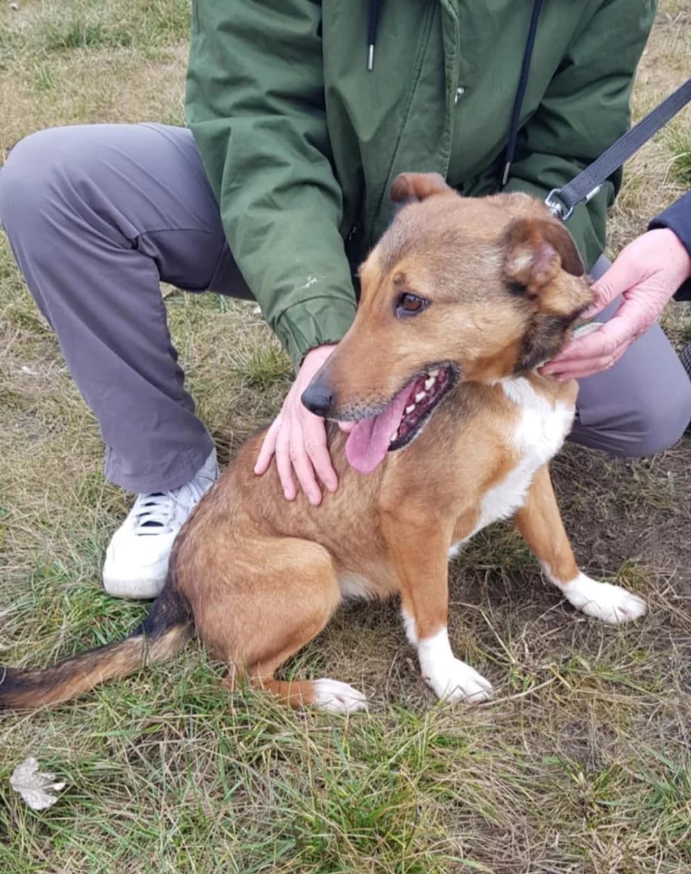 Liza β ππΊ, female senior Mixed Breed for adoption at Tierschutzverein Hundehilfe Hinterland e.V., Biedenkopf