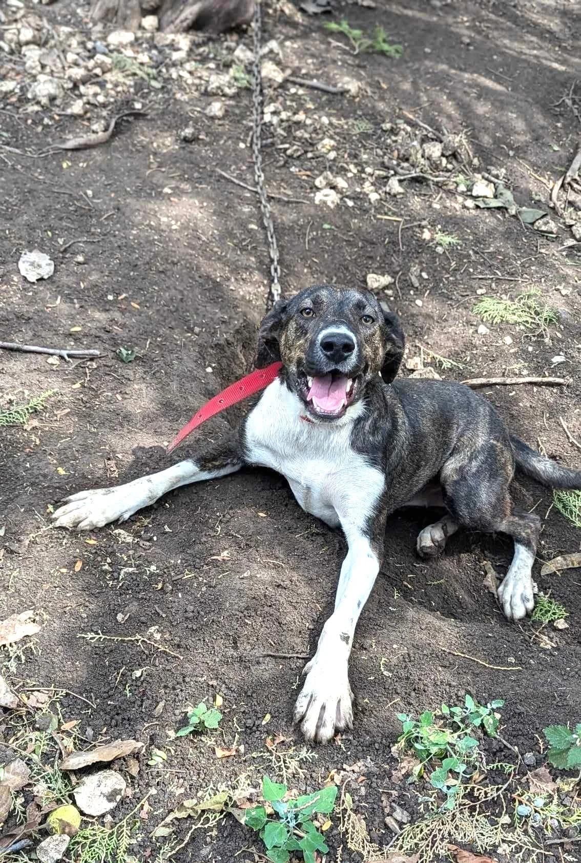 Klee β π§π¬, male senior Mixed Breed for adoption at Tierschutzverein Hundehilfe Hinterland e.V., Biedenkopf