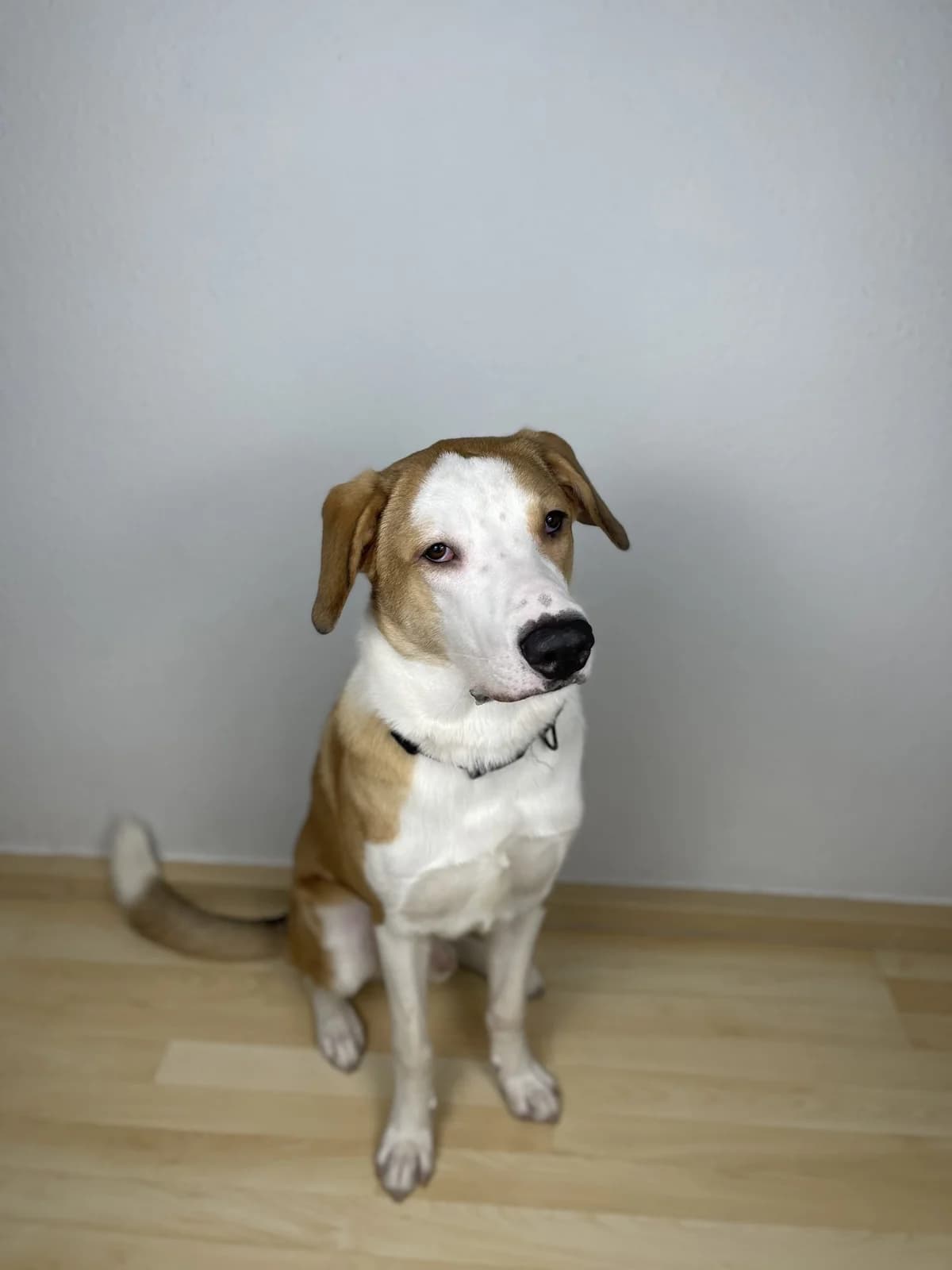 Vermittlungshilfe – Nacho ♂ 🇩🇪, male mixed breed for adoption at Tierschutzverein Hundehilfe Hinterland e.V.