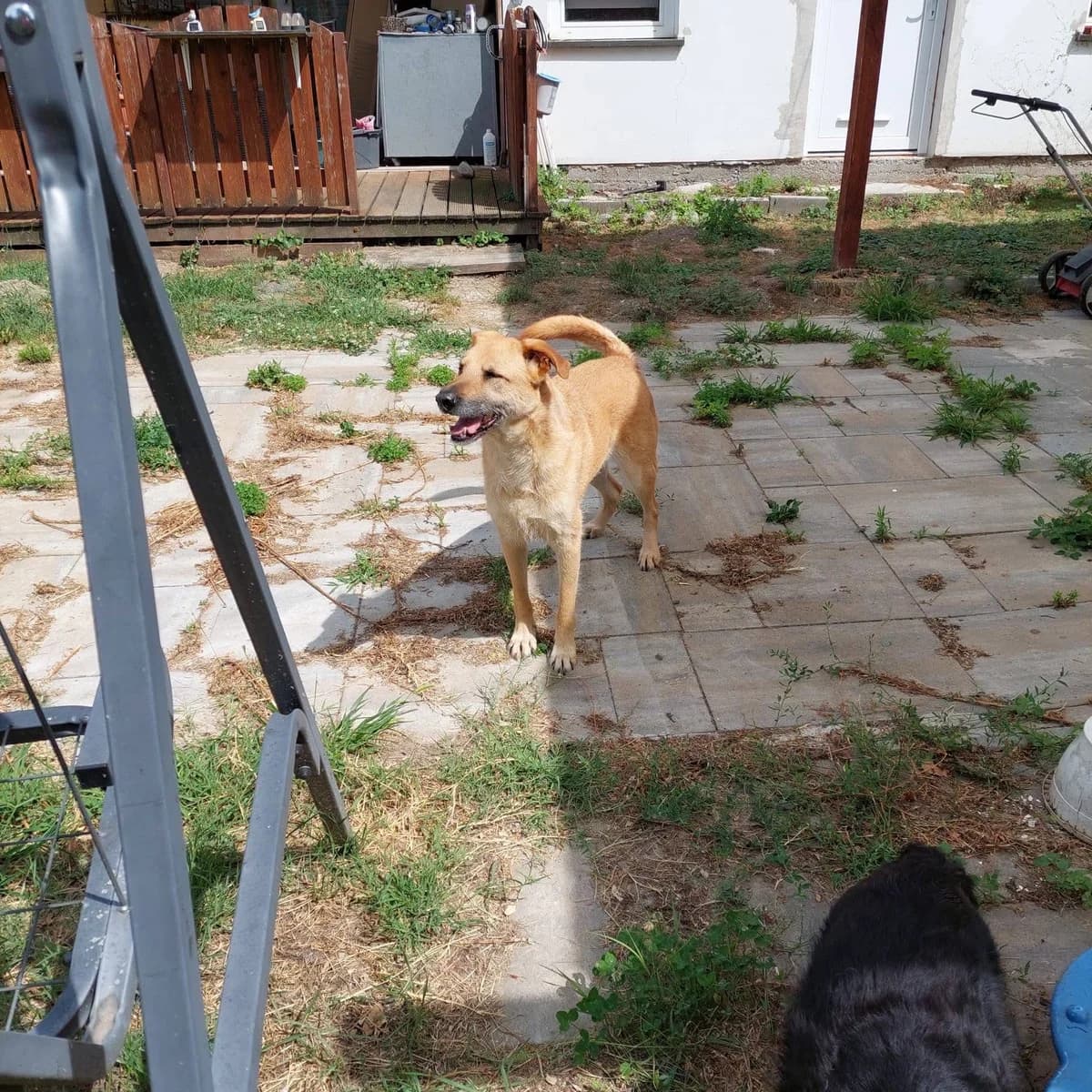 Tomi β ππΊ, male senior Mixed Breed for adoption at Tierschutzverein Hundehilfe Hinterland e.V., Biedenkopf