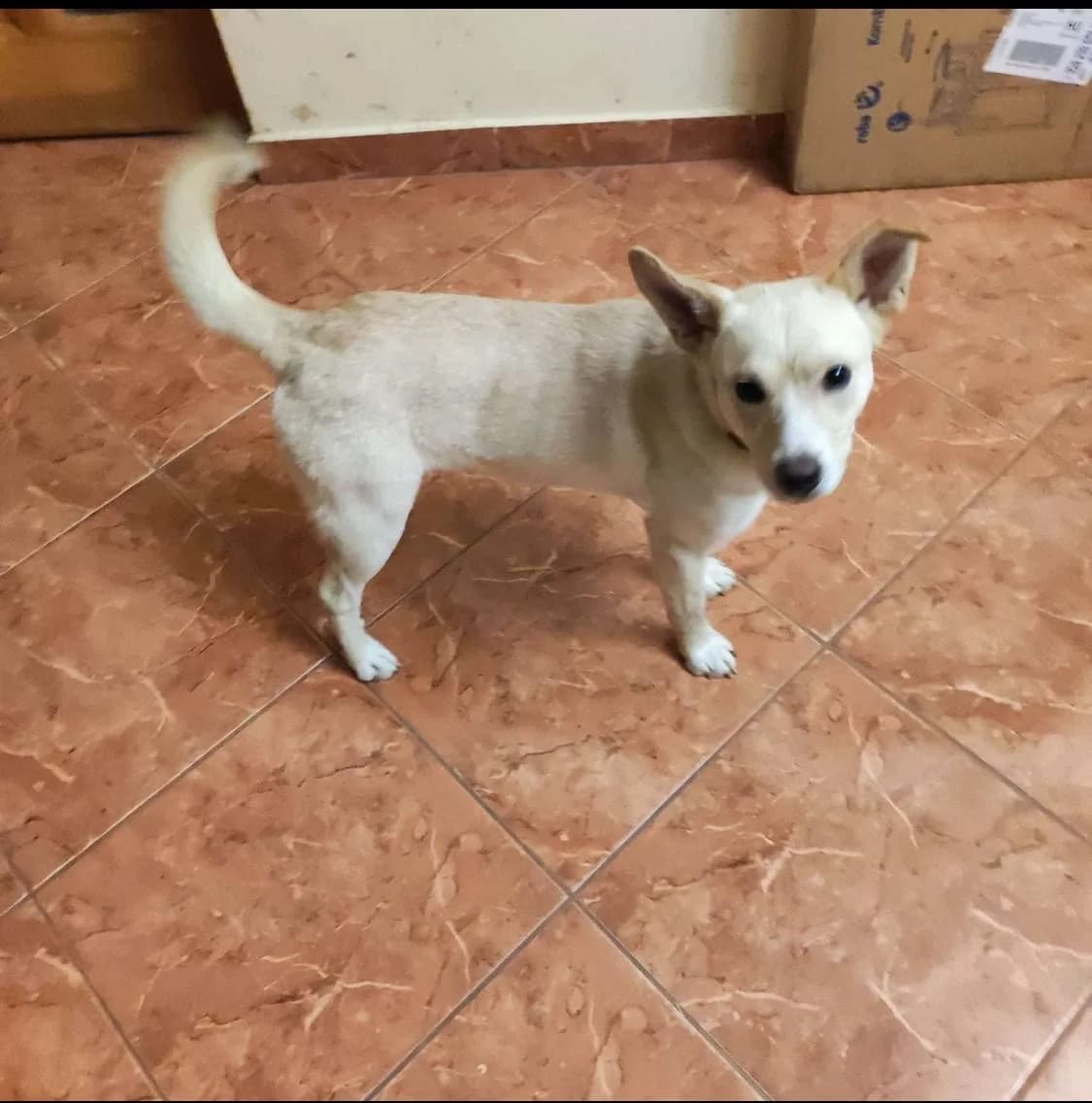 Darco β ππΊ, male 4yo Mixed Breed for adoption at Tierschutzverein Hundehilfe Hinterland e.V., Biedenkopf