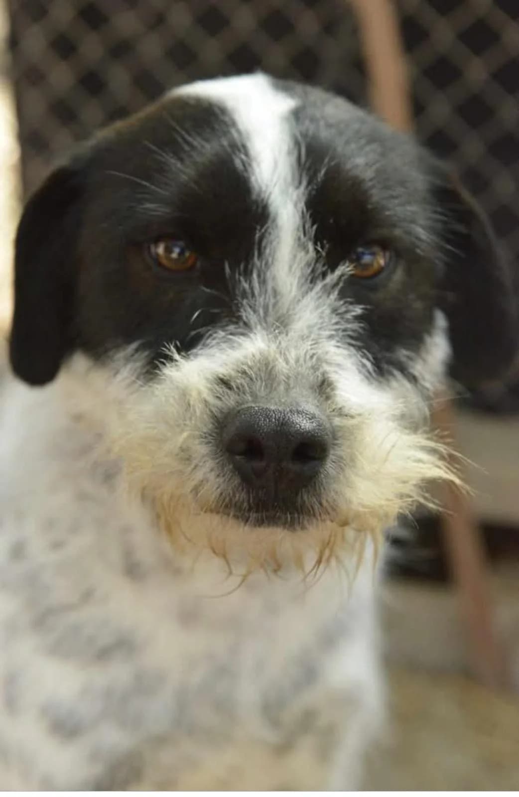 Linus β π©πͺ, male 3yo mixed breed for adoption at Tierschutzverein Hundehilfe Hinterland e.V., Biedenkopf