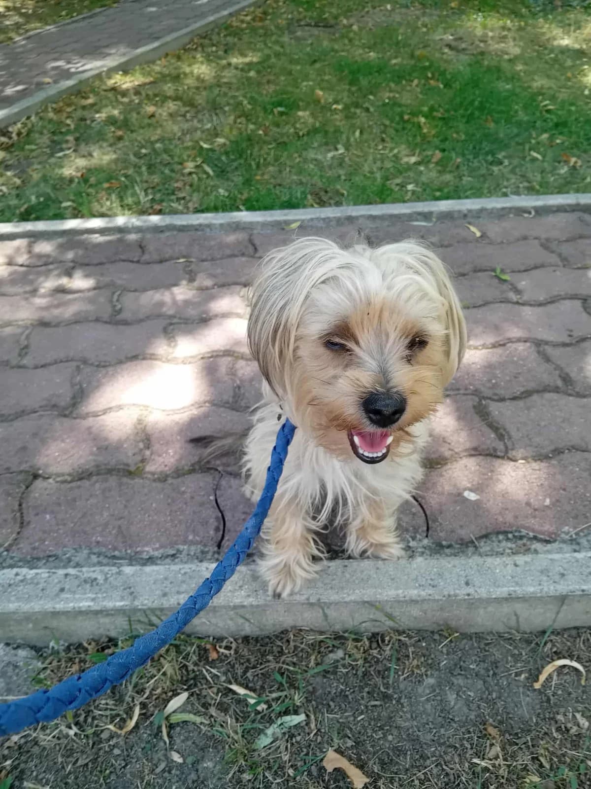 Drops ♂ 🇩🇪 -reserviert-, male Mixed Breed for adoption at Tierschutzverein Hundehilfe Hinterland e.V.