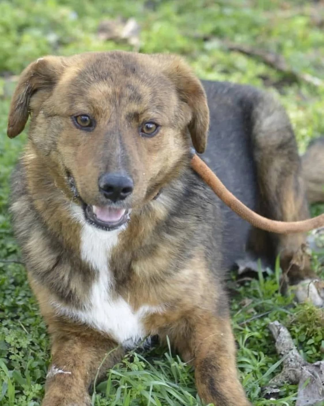 Aiden ♂ 🇧🇬, male puppy Mixed Breed for adoption at Tierschutzverein Hundehilfe Hinterland e.V., Biedenkopf