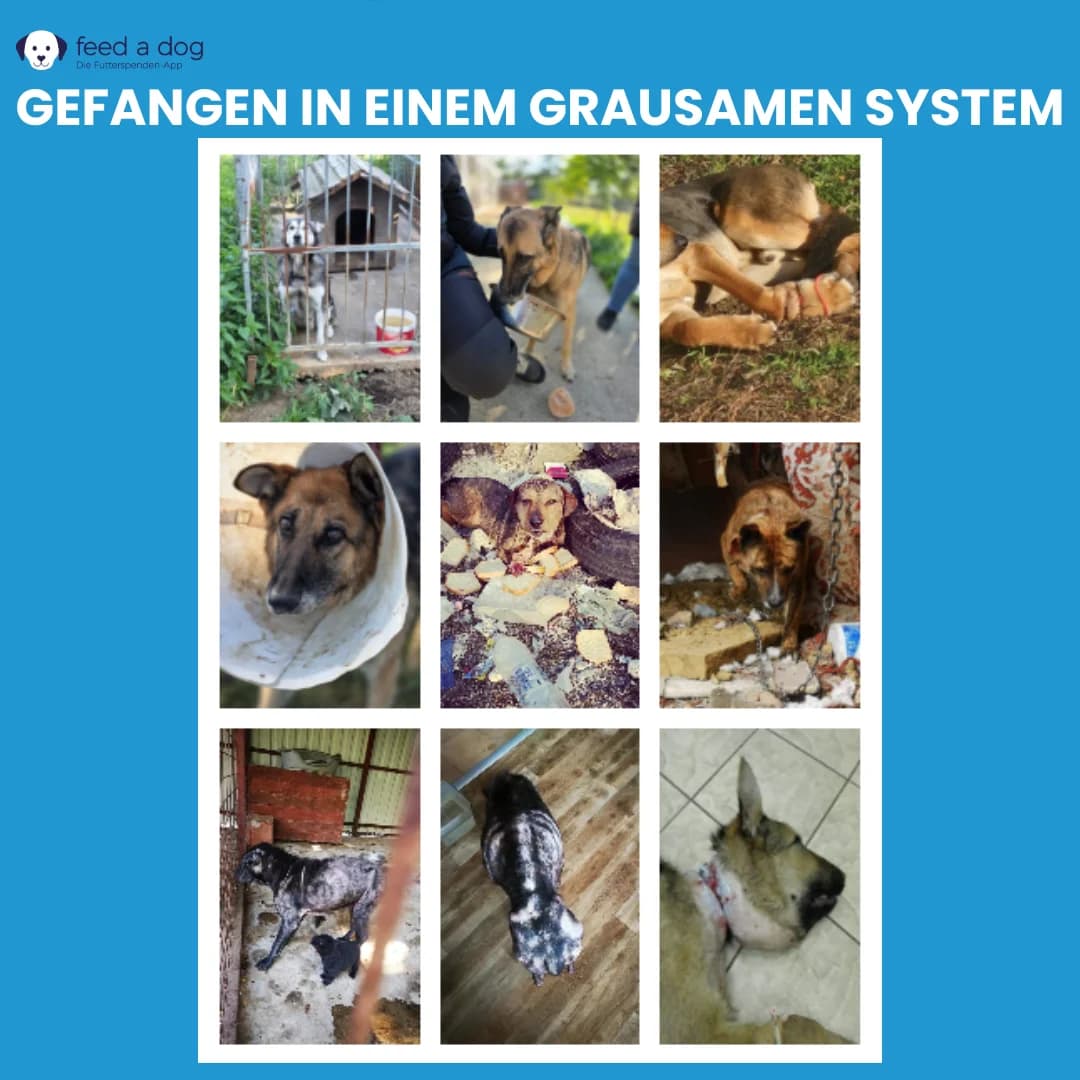Gefangen in einem grausamen System, Mixed Breed for adoption at Tierschutzverein Hundehilfe Hinterland e.V.