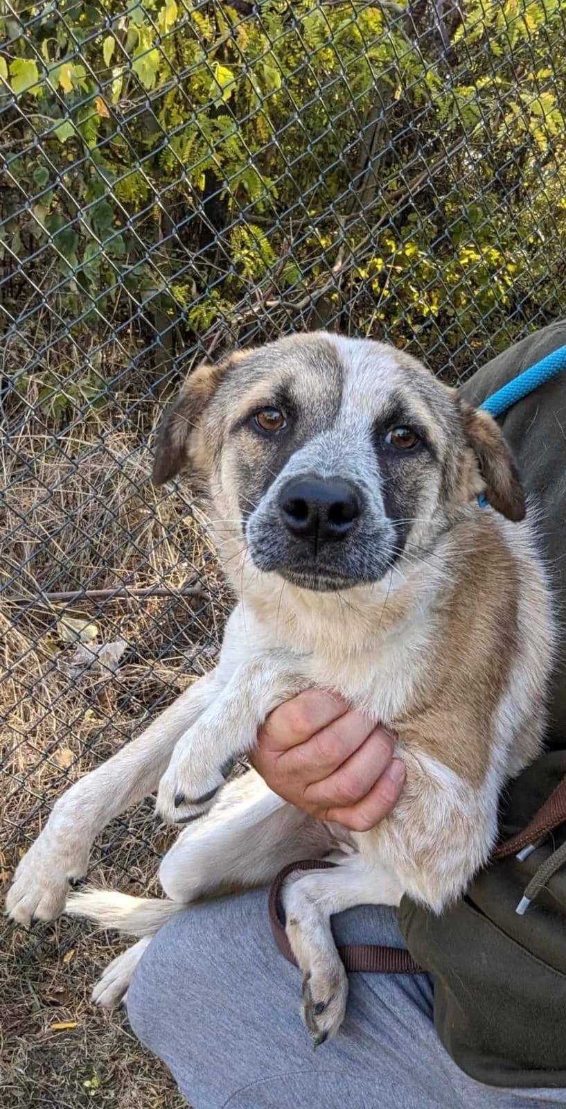 Viva β π§π¬, female young Mixed Breed for adoption at Tierschutzverein Hundehilfe Hinterland e.V., Biedenkopf