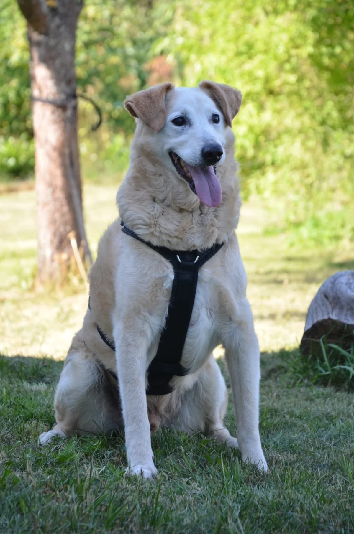 Szilaj ♂ 🇩🇪, male senior Mixed Breed for adoption at Tierschutzverein Hundehilfe Hinterland e.V., Biedenkopf