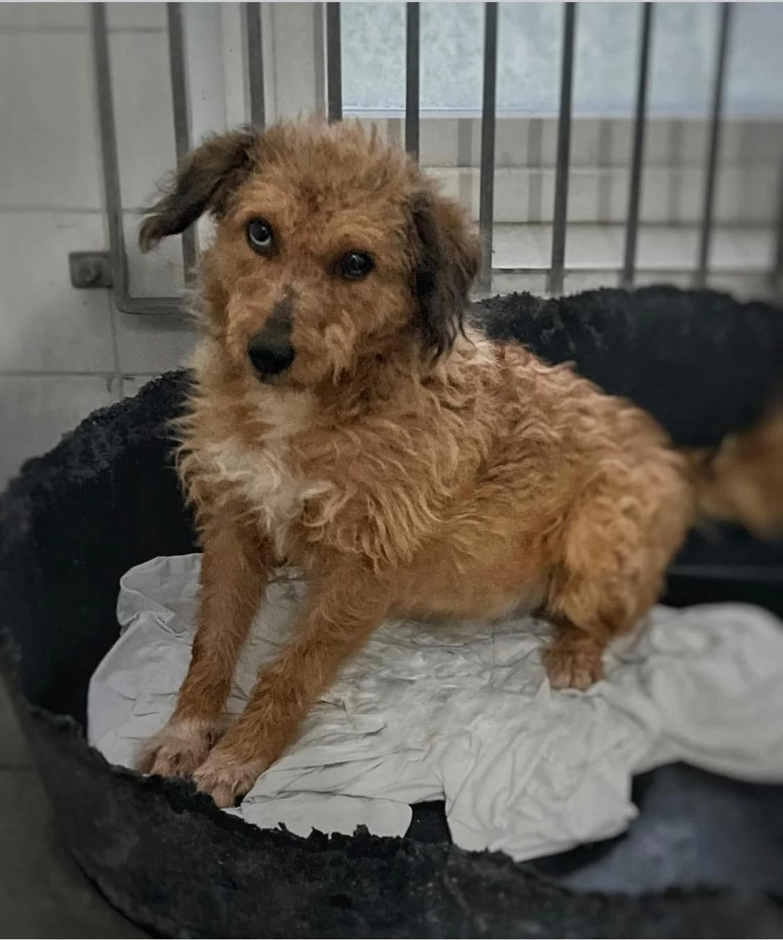 Szomi ♂ 🇭🇺, male 5yo Mixed Breed for adoption at Tierschutzverein Hundehilfe Hinterland e.V., Biedenkopf