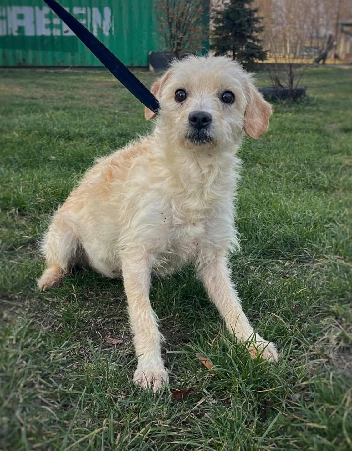 Szilla ♀ 🇭🇺, female Mixed Breed for adoption at Tierschutzverein Hundehilfe Hinterland e.V.