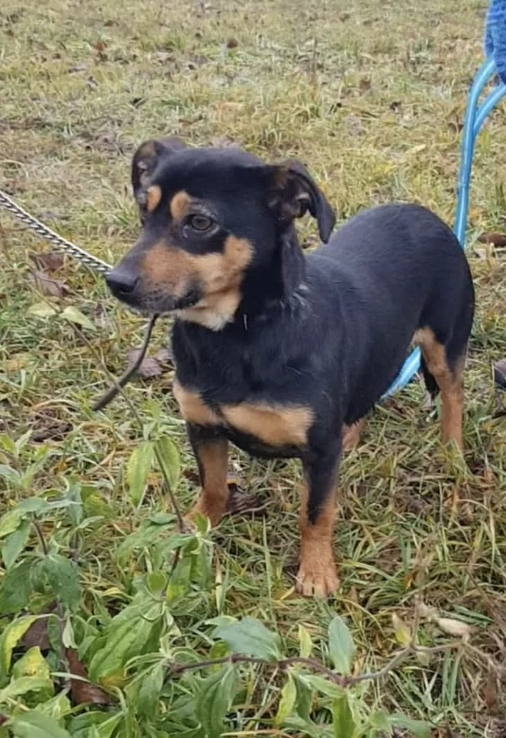 Bruno ♂ 🇩🇪 -reserviert, male 3yo Mixed Breed for adoption at Tierschutzverein Hundehilfe Hinterland e.V., Biedenkopf