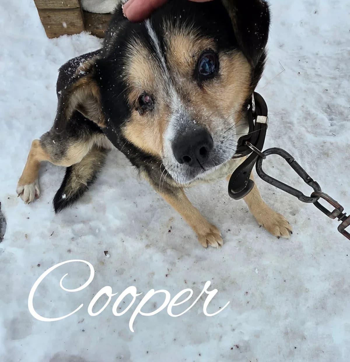 Cooper ♂ 🇭🇺, female senior Mixed Breed for adoption at Tierschutzverein Hundehilfe Hinterland e.V., Biedenkopf
