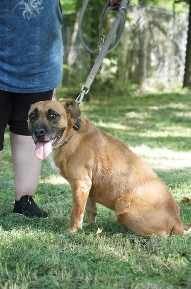 Nola ♀ 🇭🇺, female 6yo Mixed Breed for adoption at Tierschutzverein Hundehilfe Hinterland e.V., Biedenkopf