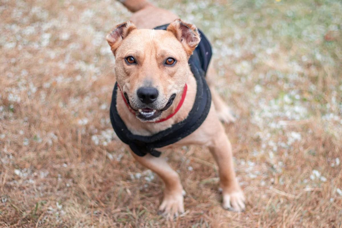 Pauli ♂ 🇩🇪, male 3yo Mixed Breed for adoption at Tierschutzverein Hundehilfe Hinterland e.V., Biedenkopf