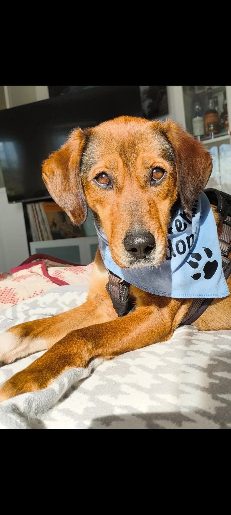 Kayla ♀ 🇩🇪 -reserviert-, female Mixed Breed for adoption at Tierschutzverein Hundehilfe Hinterland e.V.