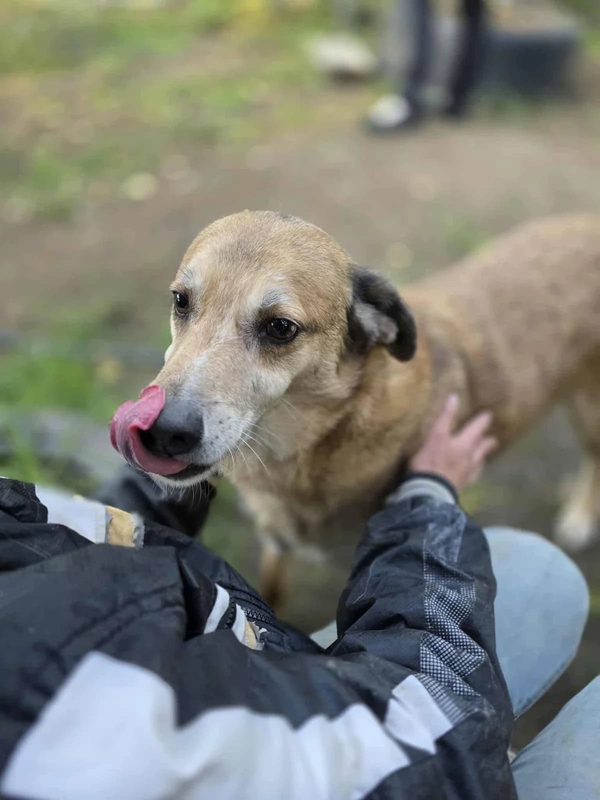 Lio ♂ 🇭🇺, male Mixed Breed for adoption at Tierschutzverein Hundehilfe Hinterland e.V., Biedenkopf