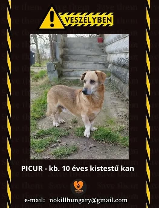 Picur ♂ 🇭🇺, male senior Mixed Breed for adoption at Tierschutzverein Hundehilfe Hinterland e.V., Biedenkopf
