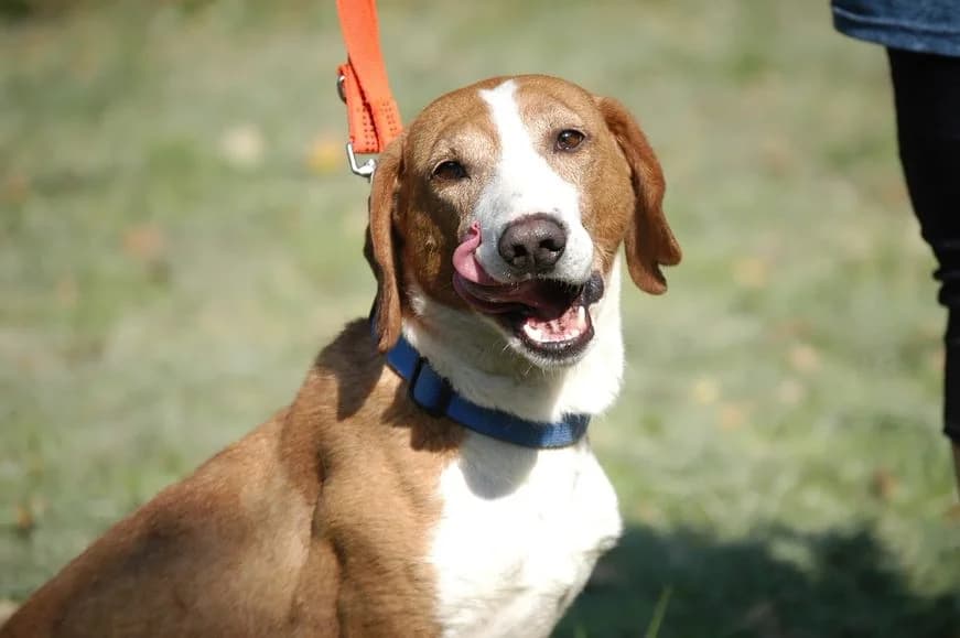 Brisko ♂ 🇭🇺 -reserviert, male young Mixed Breed for adoption at Tierschutzverein Hundehilfe Hinterland e.V., Biedenkopf