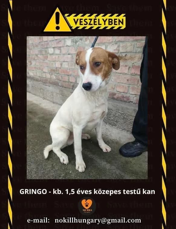 Gringo ♂ 🇭🇺, male 5yo Mixed Breed for adoption at Tierschutzverein Hundehilfe Hinterland e.V., Biedenkopf