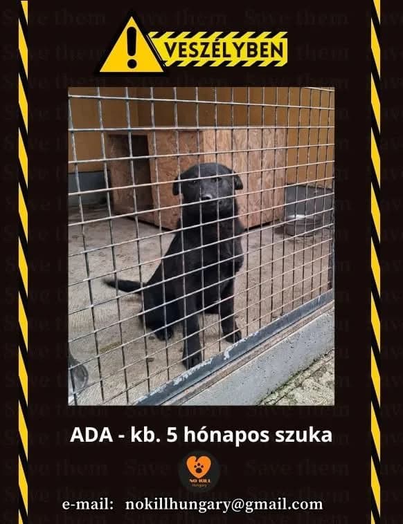 Ada ♀ 🇭🇺, female puppy Mixed Breed for adoption at Tierschutzverein Hundehilfe Hinterland e.V., Biedenkopf