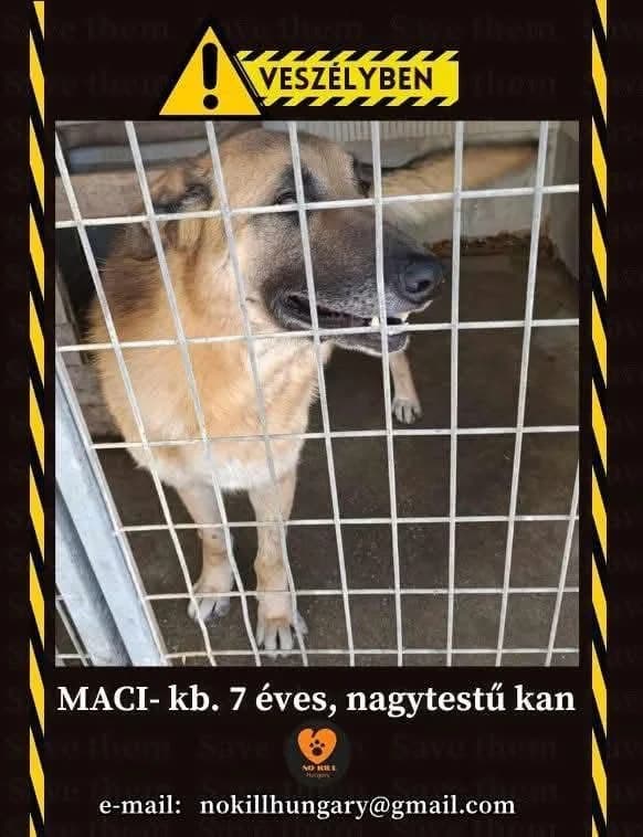 Maci ♂ 🇭🇺, male 7yo German Shepherd for adoption at Tierschutzverein Hundehilfe Hinterland e.V., Biedenkopf