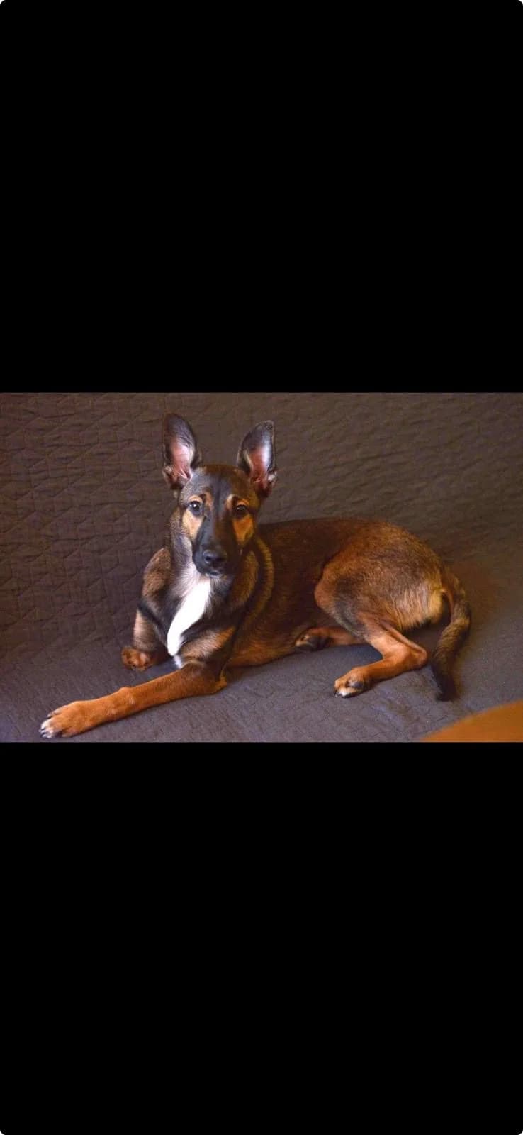 Sunny ♀ 🇧🇬, female 5yo Mixed Breed for adoption at Tierschutzverein Hundehilfe Hinterland e.V., Biedenkopf
