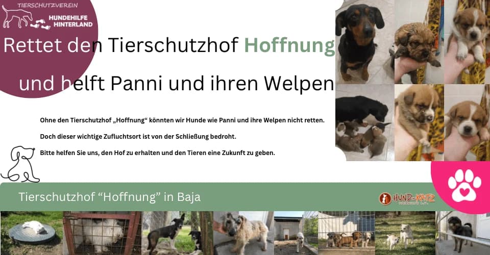 Gemeinsam für den Tierschutzhof „Hoffnung“ – damit wir weiterhin helfen können, female Mixed Breed for adoption at Tierschutzverein Hundehilfe Hinterland e.V.