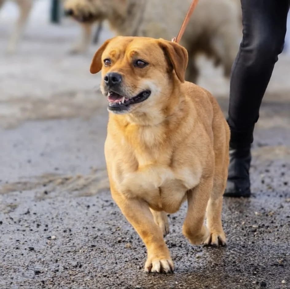 Dorka ♀ 🇭🇺, male 5yo Mixed Breed for adoption at Tierschutzverein Hundehilfe Hinterland e.V., Biedenkopf