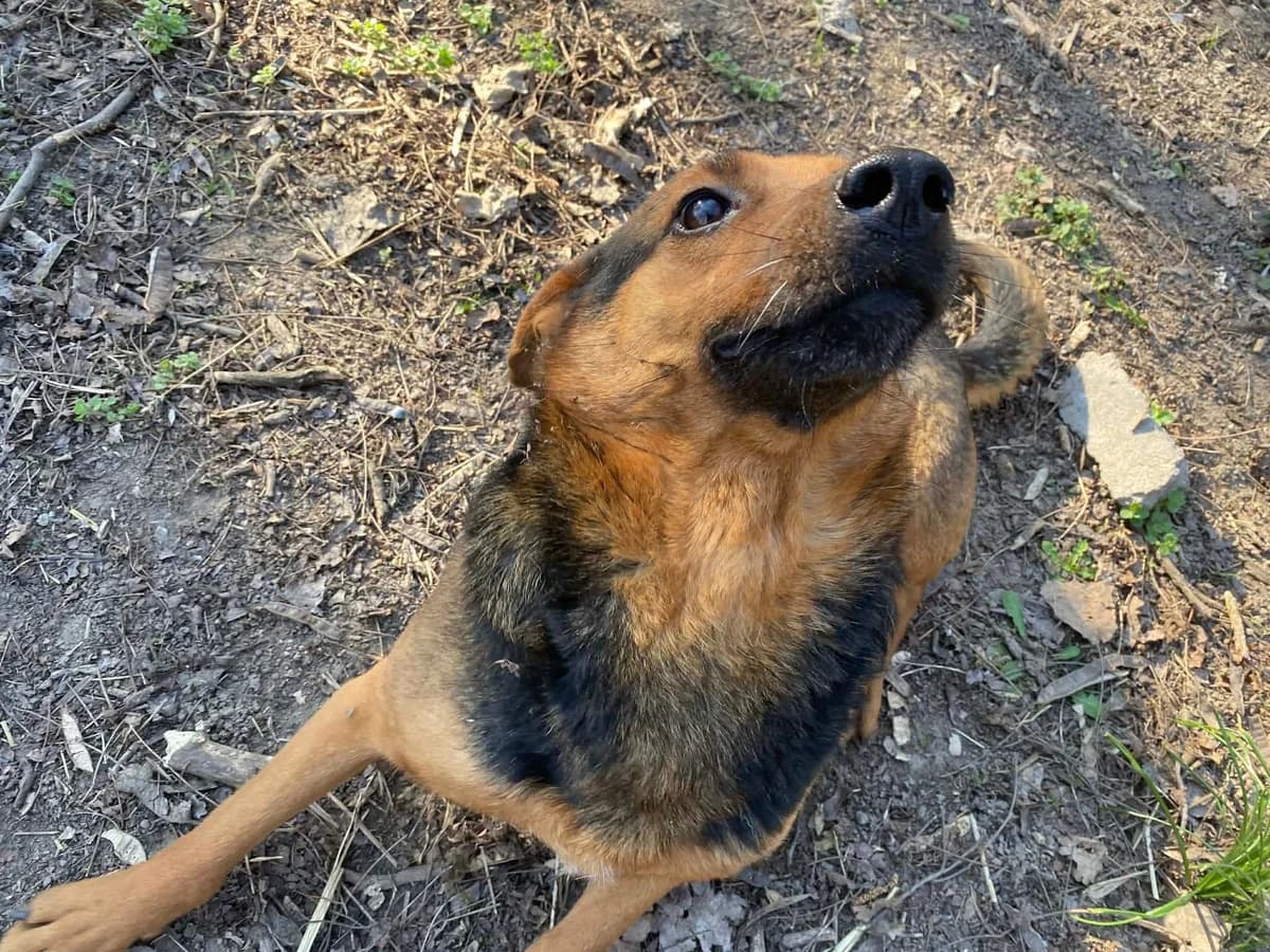 Malna ♀ 🇭🇺, male 3yo Mixed Breed for adoption at Tierschutzverein Hundehilfe Hinterland e.V., Biedenkopf
