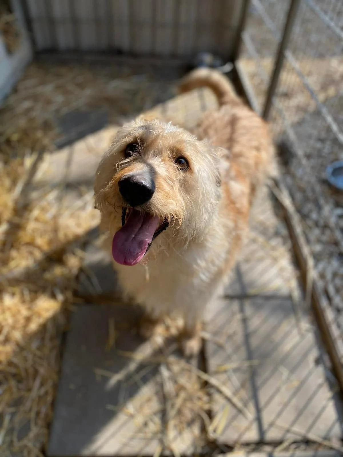 Draco ♂ 🇭🇺, male 5yo Mixed Breed for adoption at Tierschutzverein Hundehilfe Hinterland e.V., Biedenkopf