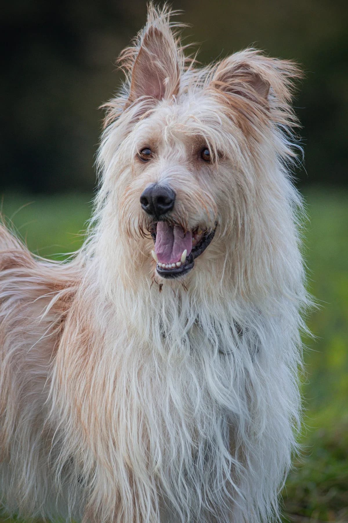 Draco ♂ 🇩🇪, male 5yo Mixed Breed for adoption at Tierschutzverein Hundehilfe Hinterland e.V., Biedenkopf