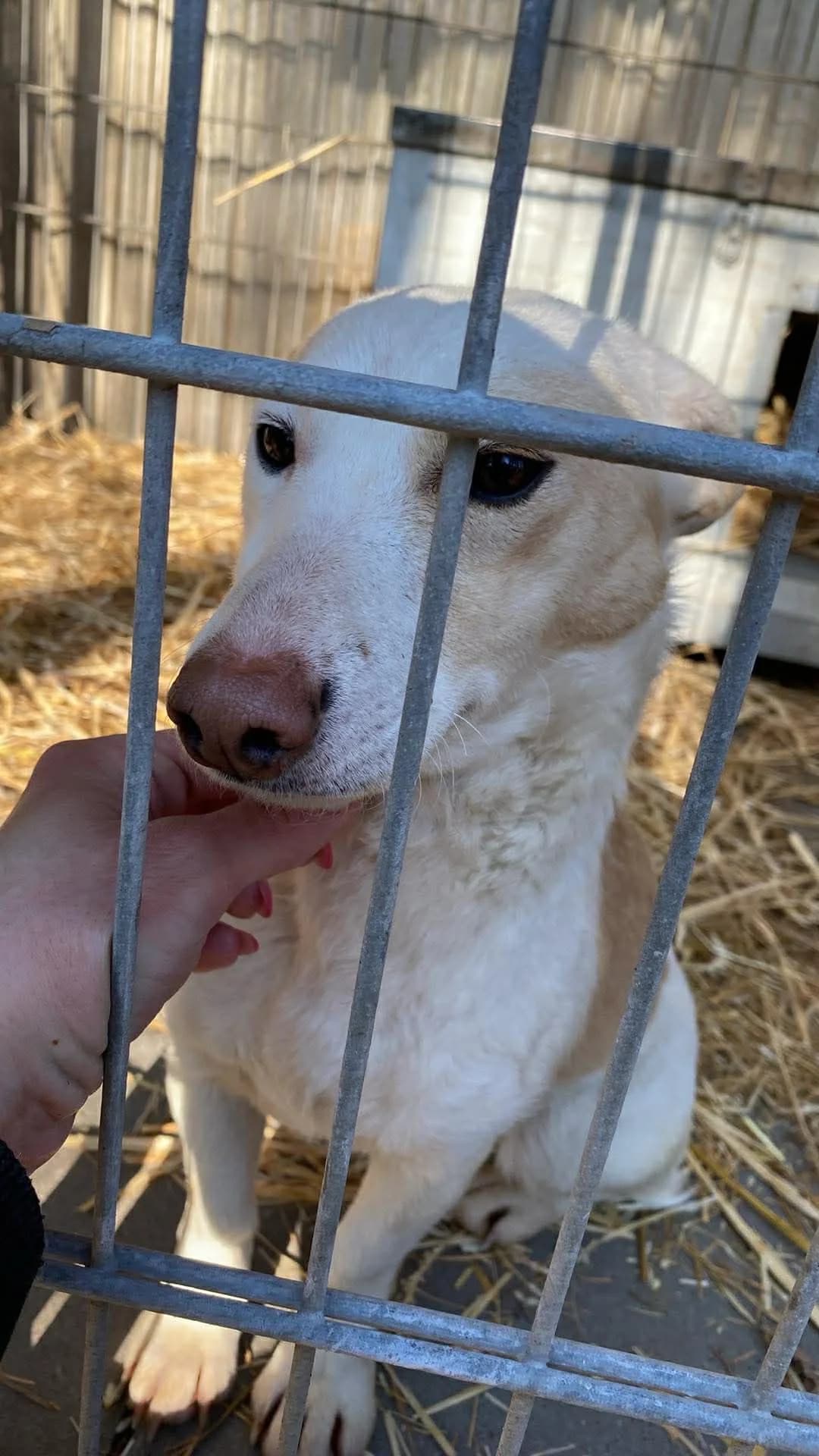 Bigi ♀ 🇭🇺 -reserviert, male Mixed Breed for adoption at Tierschutzverein Hundehilfe Hinterland e.V., Biedenkopf