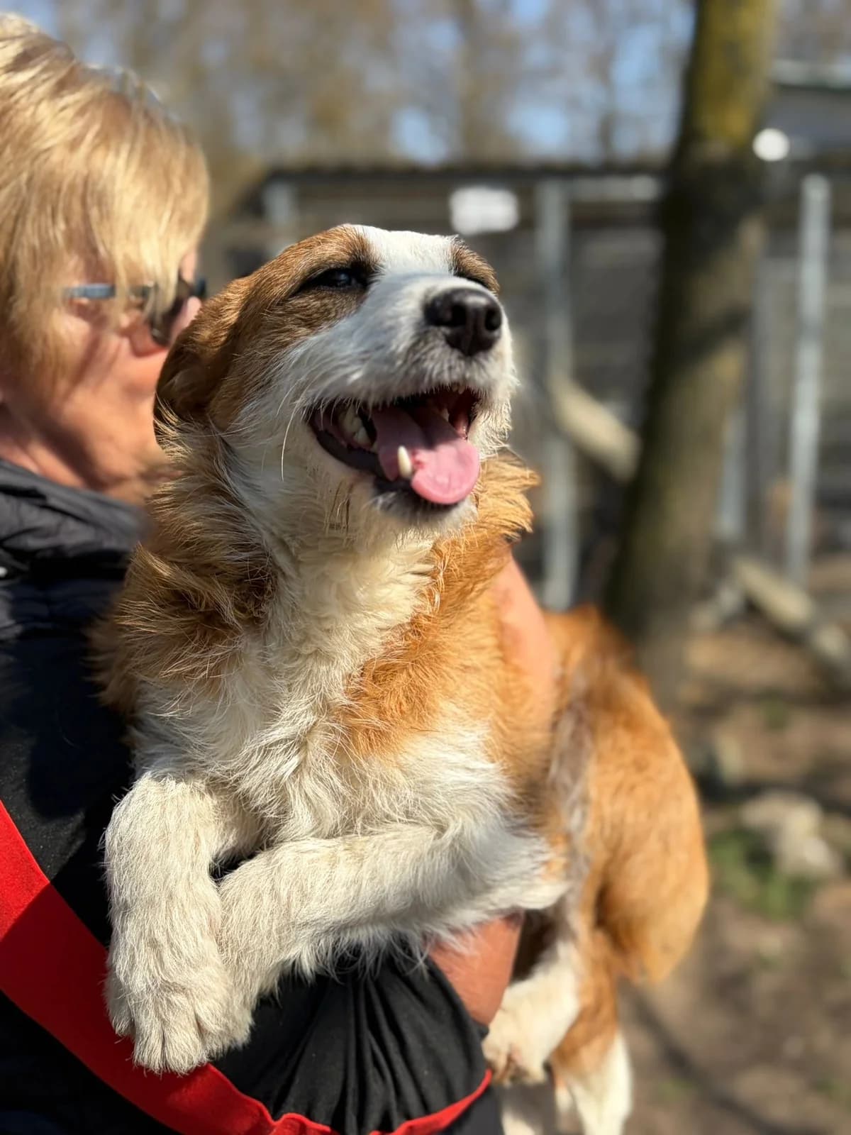 Cini ♀🇩🇪, male young Mixed Breed for adoption at Tierschutzverein Hundehilfe Hinterland e.V., Biedenkopf