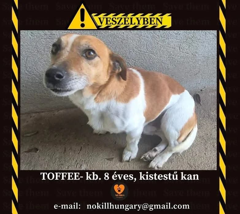 Toffee ♂ 🇭🇺, male senior Mixed Breed for adoption at Tierschutzverein Hundehilfe Hinterland e.V., Biedenkopf