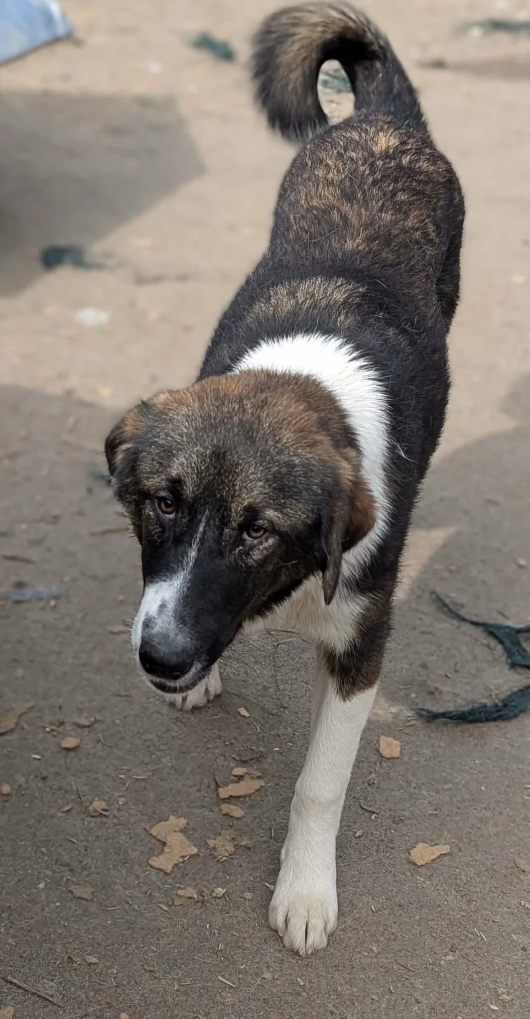 Lisa β π©πͺ -reserviert-, female Mixed Breed for adoption at Tierschutzverein Hundehilfe Hinterland e.V.