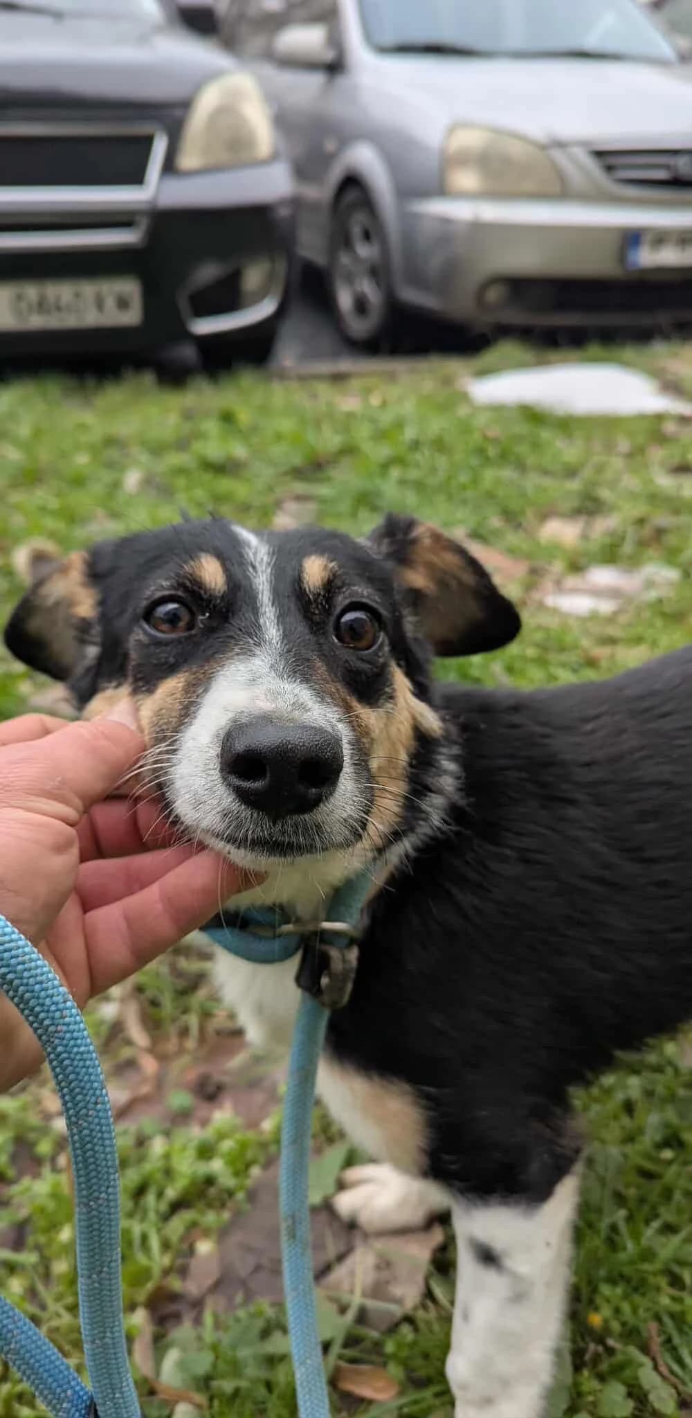 Niki ♀ 🇩🇪, female Mixed Breed for adoption at Tierschutzverein Hundehilfe Hinterland e.V.