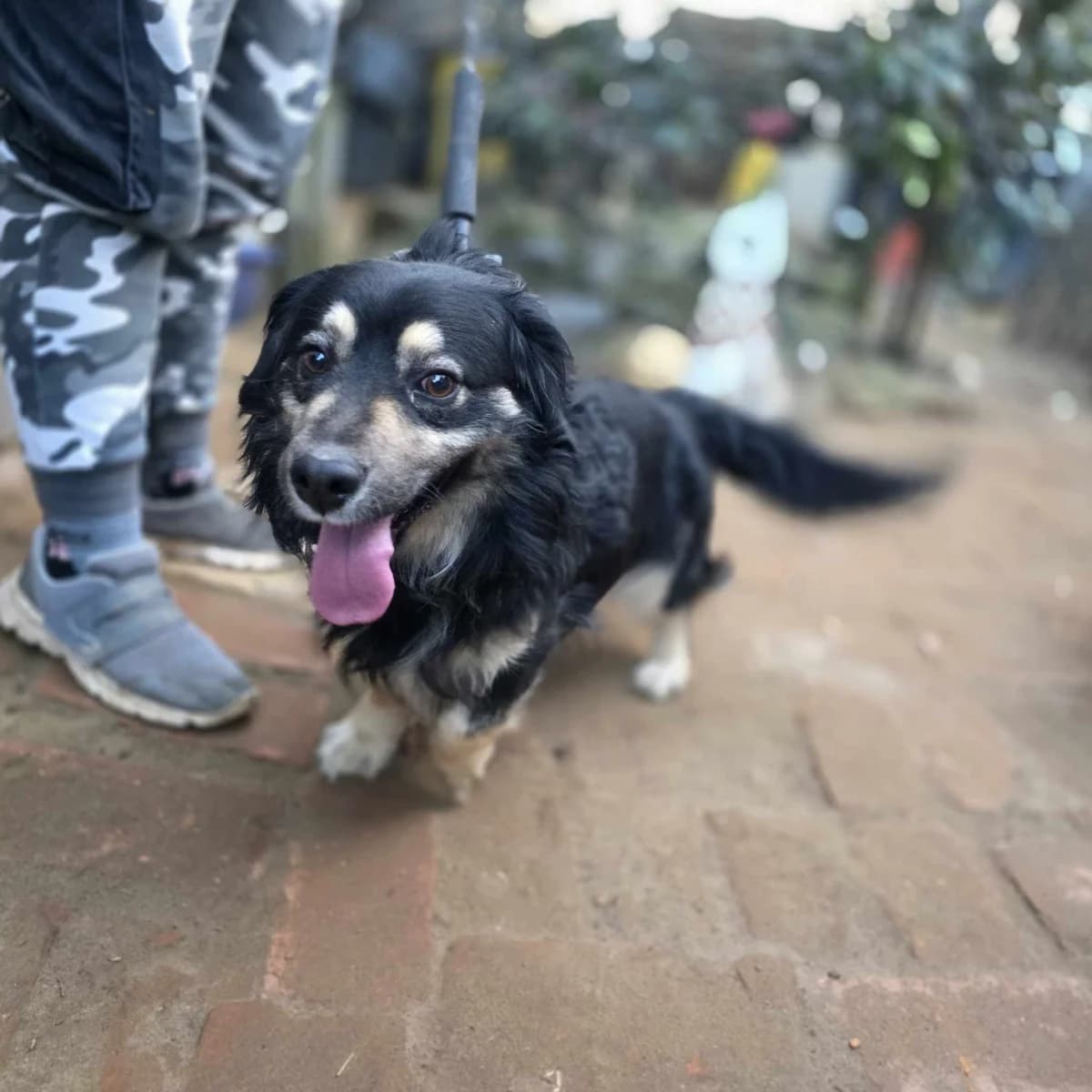 Loki ♂ 🇭🇺, male 4yo Mixed Breed for adoption at Tierschutzverein Hundehilfe Hinterland e.V., Biedenkopf