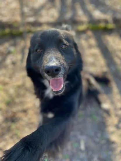 Richie ♂ 🇭🇺, male 5yo Mixed Breed for adoption at Tierschutzverein Hundehilfe Hinterland e.V., Biedenkopf