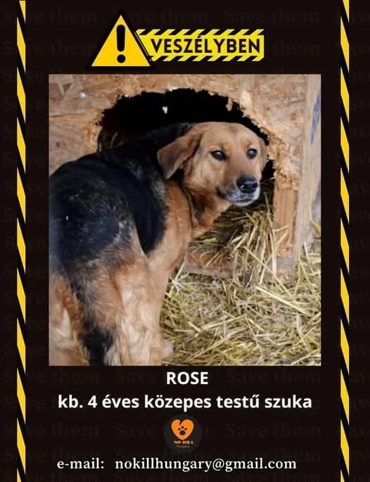 Rose ♀ 🇭🇺, female 4yo Mixed Breed for adoption at Tierschutzverein Hundehilfe Hinterland e.V., Biedenkopf