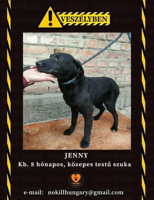 Jenny ♀ 🇭🇺, female puppy Mixed Breed for adoption at Tierschutzverein Hundehilfe Hinterland e.V., Biedenkopf