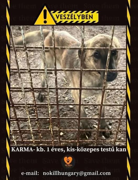 Karma ♂ 🇭🇺, male young Mixed Breed for adoption at Tierschutzverein Hundehilfe Hinterland e.V., Biedenkopf