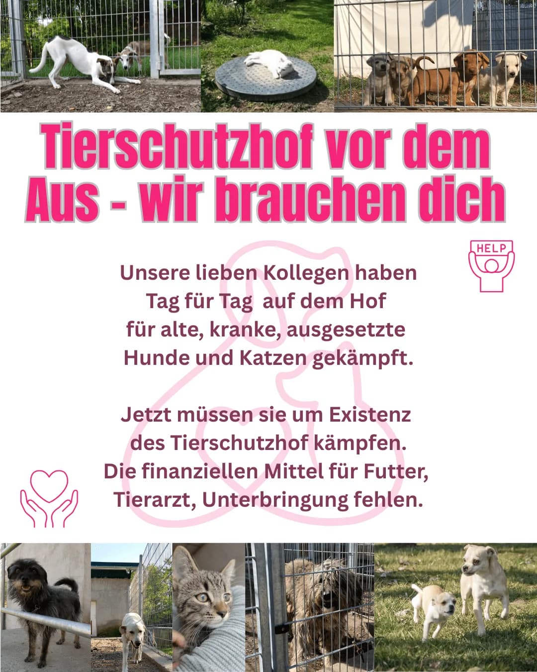 Tierschutzhof steht vor dem Aus – wir brauchen dich jetzt!, Mixed Breed for adoption at Tierschutzverein Hundehilfe Hinterland e.V.