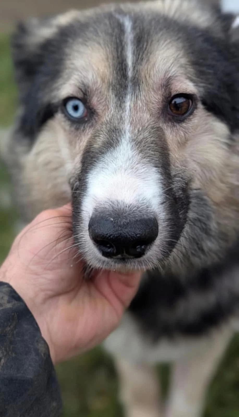 Yukon ♂ 🇩🇪, male Alaskan Malamute for adoption at Tierschutzverein Hundehilfe Hinterland e.V.