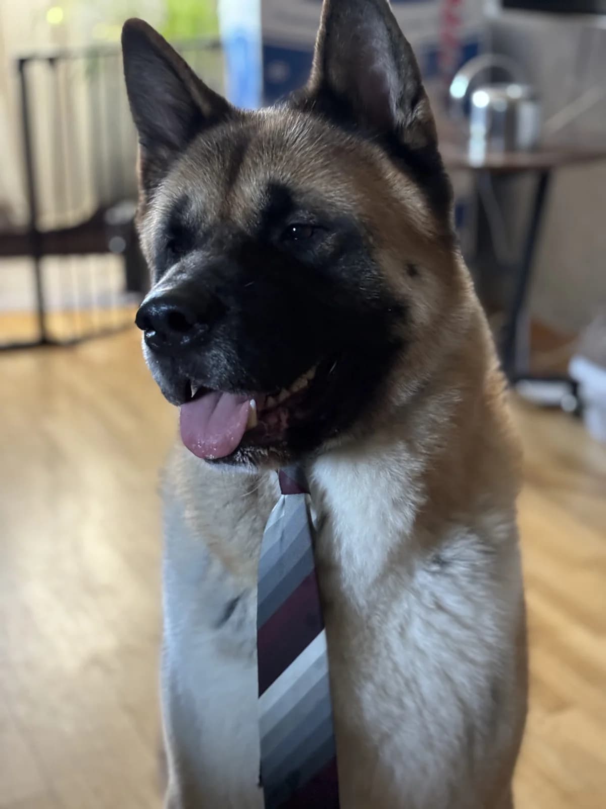 Vermittlungshilfe – Abaro β π©πͺ, male senior Mixed Breed for adoption at Tierschutzverein Hundehilfe Hinterland e.V., Biedenkopf