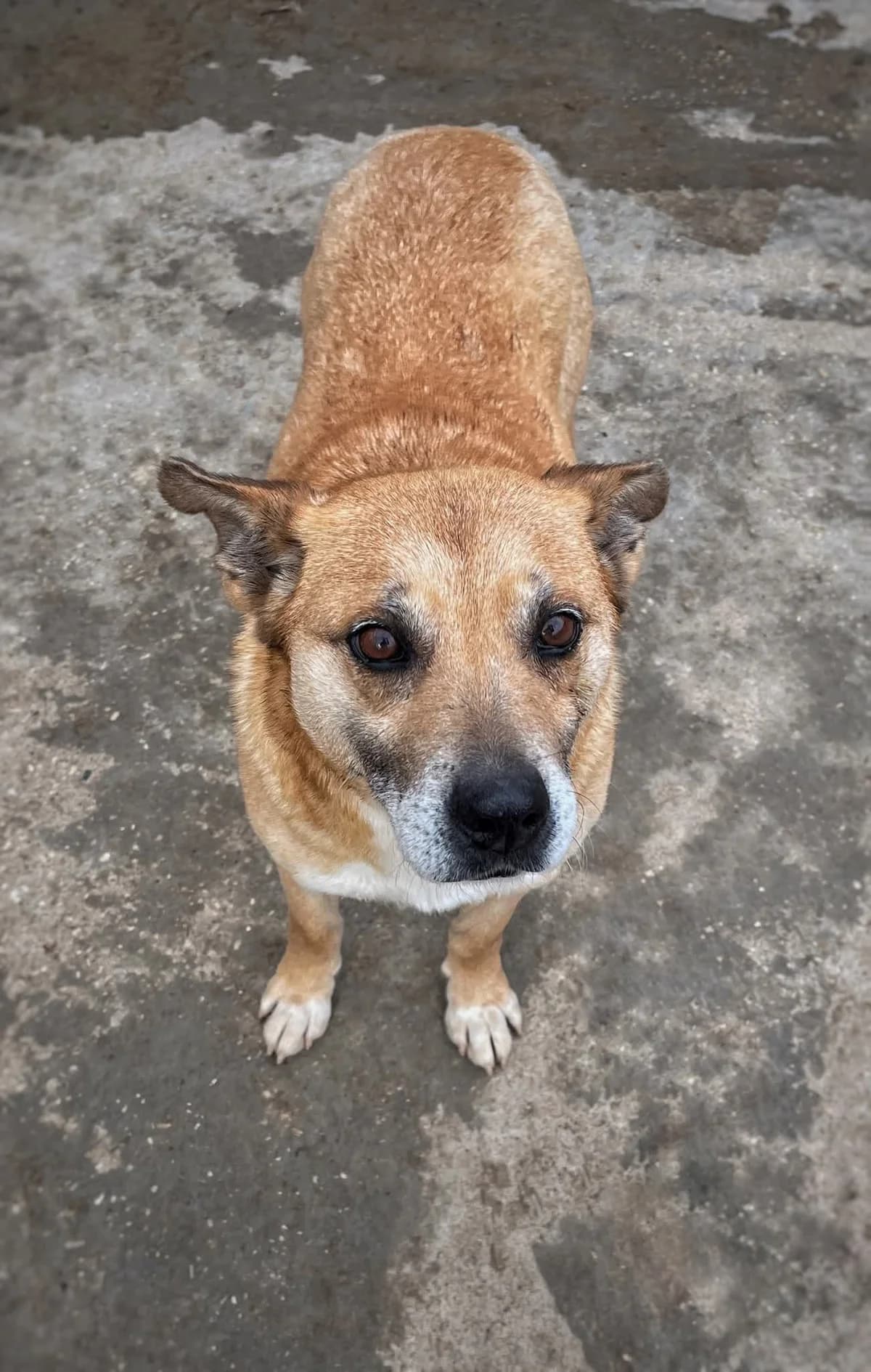 Marlyn ♀ 🇭🇺, female senior mixed breed for adoption at Tierschutzverein Hundehilfe Hinterland e.V., Biedenkopf